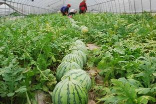 昌黎县吃瓜,探寻当地特色美食之旅