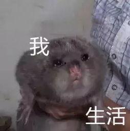 鼠吃瓜表情包,鼠吃瓜表情包的趣味解读