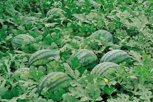 万里学院吃瓜群,揭秘校园生活那些事儿