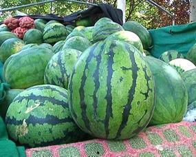 怎样拒绝吃瓜,巧妙婉拒参与“吃瓜”话题的实用指南