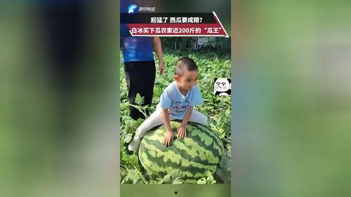 白冰吃瓜王,揭秘娱乐圈幕后故事